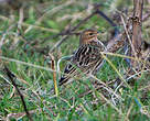 Pipit à gorge rousse