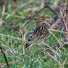 Pipit à gorge rousse