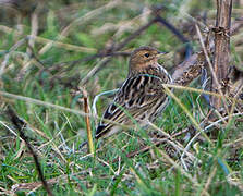 Red-throated Pipit