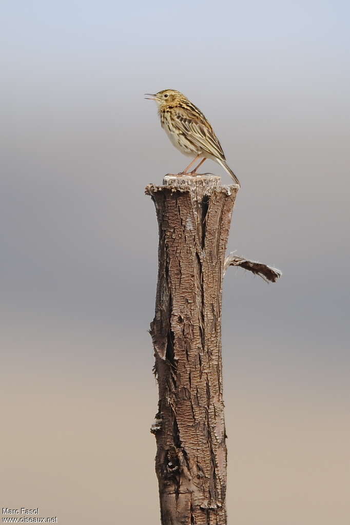 Pipit correndera mâle adulte nuptial, chant