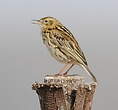 Pipit correndera