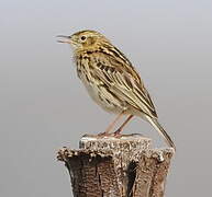 Pipit correndera