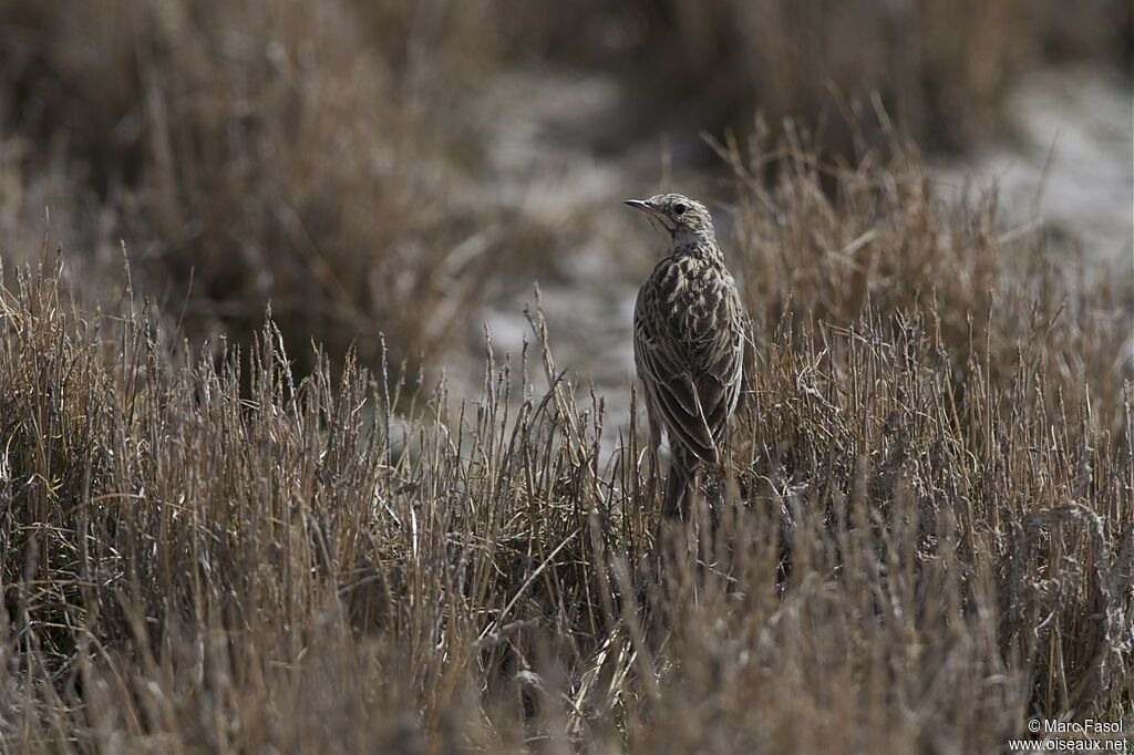 Pipit correnderaadulte, identification, Comportement