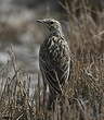 Pipit correndera