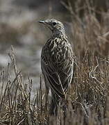 Correndera Pipit