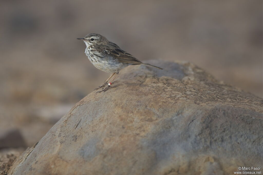 Pipit de Berthelotadulte, identification