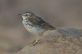 Berthelot's Pipit