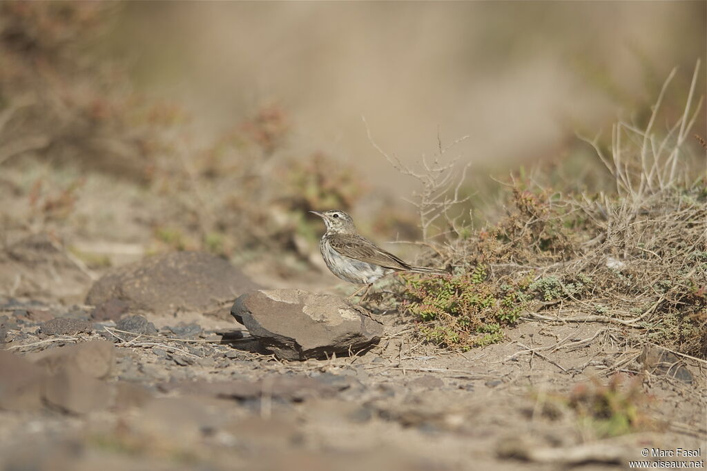 Pipit de Berthelotadulte, identification