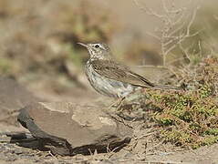 Berthelot's Pipit