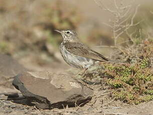 Pipit de Berthelot