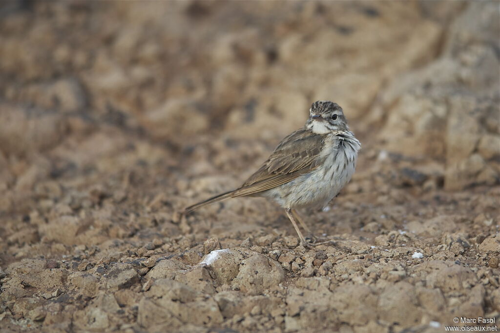 Pipit de Berthelotadulte, identification