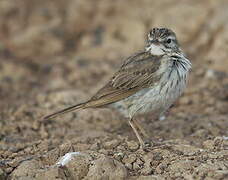 Berthelot's Pipit