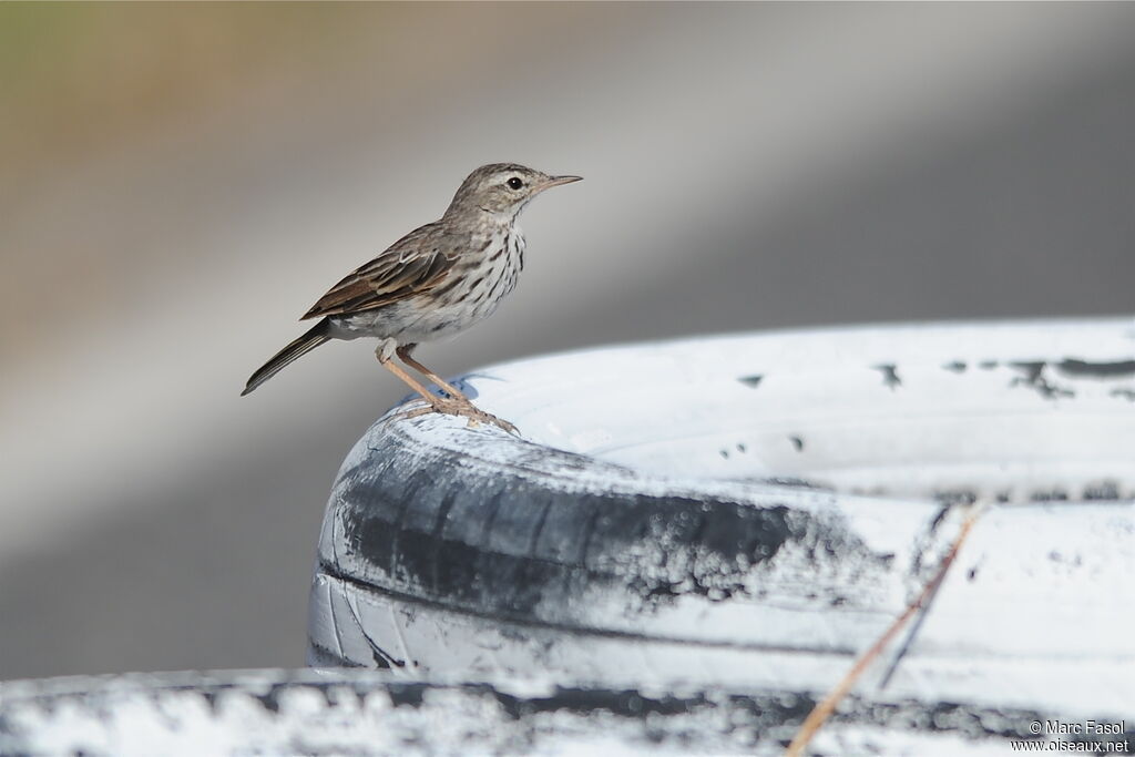 Pipit de Berthelotadulte, identification