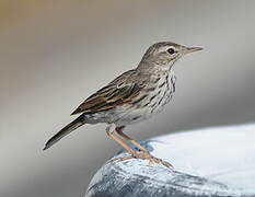 Berthelot's Pipit