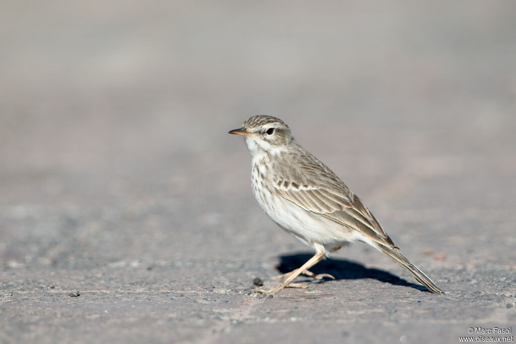 Pipit de Berthelotadulte, identification