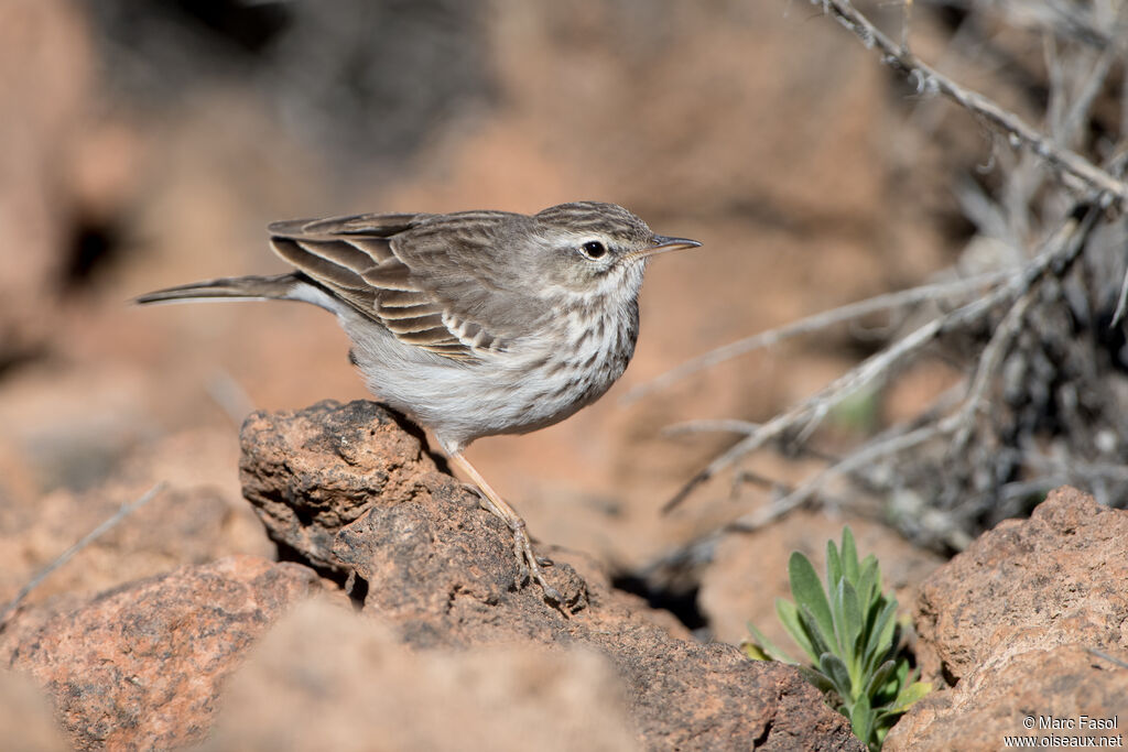 Pipit de Berthelotadulte, identification