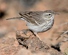 Berthelot's Pipit