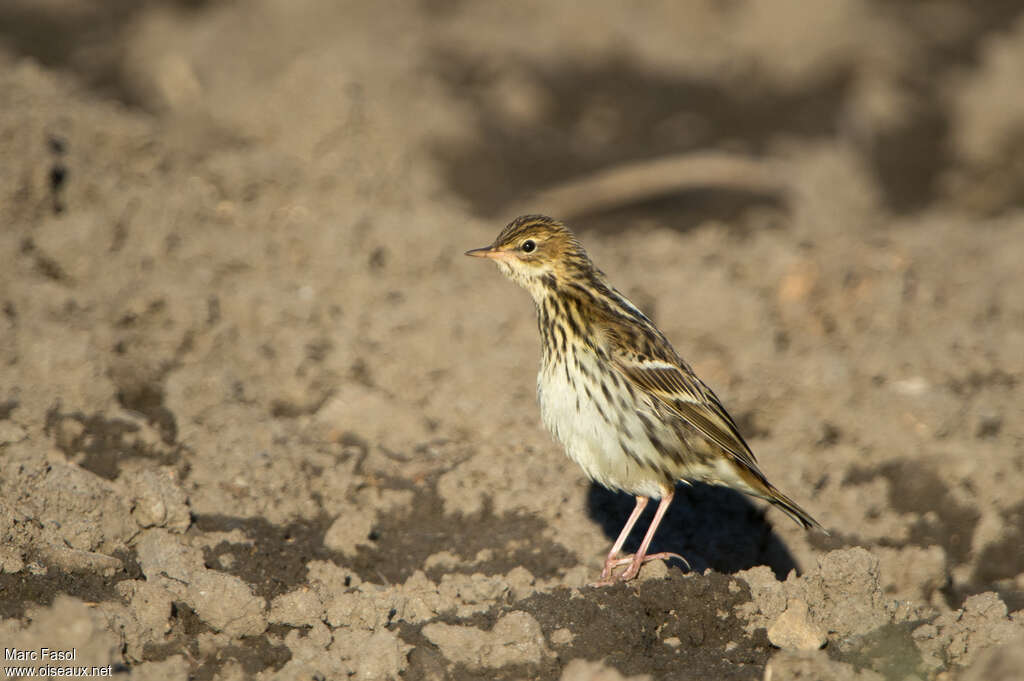 Pipit de la Petchoraadulte internuptial, identification