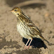 Pipit de la Petchora