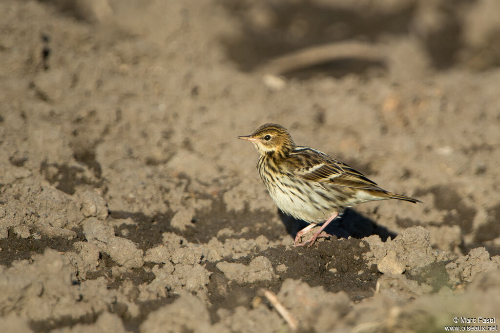 Pechora Pipitadult, identification