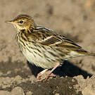 Pipit de la Petchora