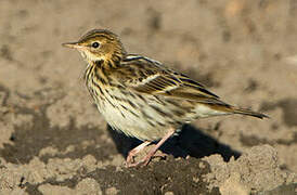 Pechora Pipit