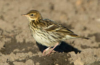 Pipit de la Petchora