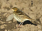 Pipit de la Petchora