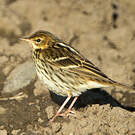 Pipit de la Petchora