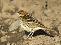 Pechora Pipit