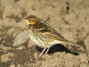 Pipit de la Petchora