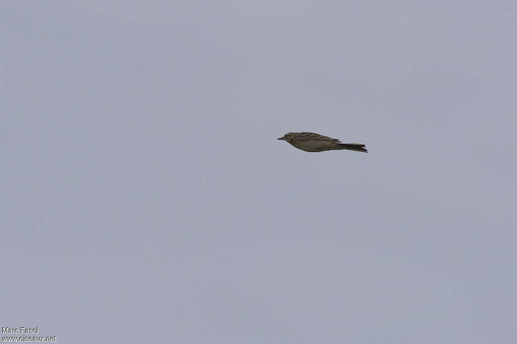 Richard's Pipitimmature, Flight, Behaviour