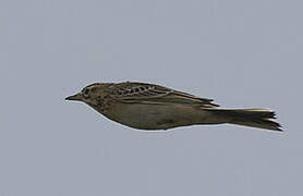 Richard's Pipit