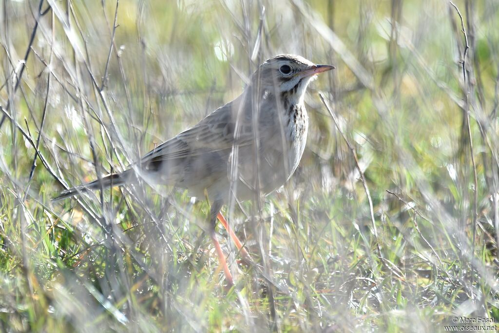 Pipit de Richard2ème année, identification