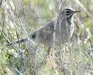 Pipit de Richard