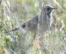 Richard's Pipit