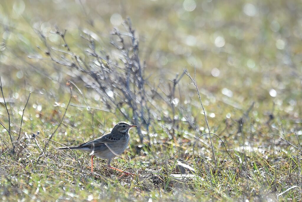 Pipit de Richardsubadulte, identification, Comportement