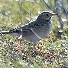 Pipit de Richard
