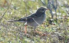 Pipit de Richard