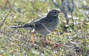 Richard's Pipit