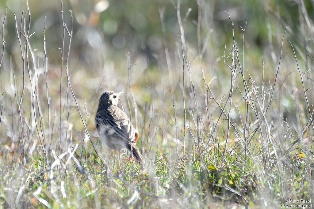 Pipit de Richardsubadulte, identification, Comportement