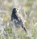 Pipit de Richard