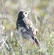 Richard's Pipit