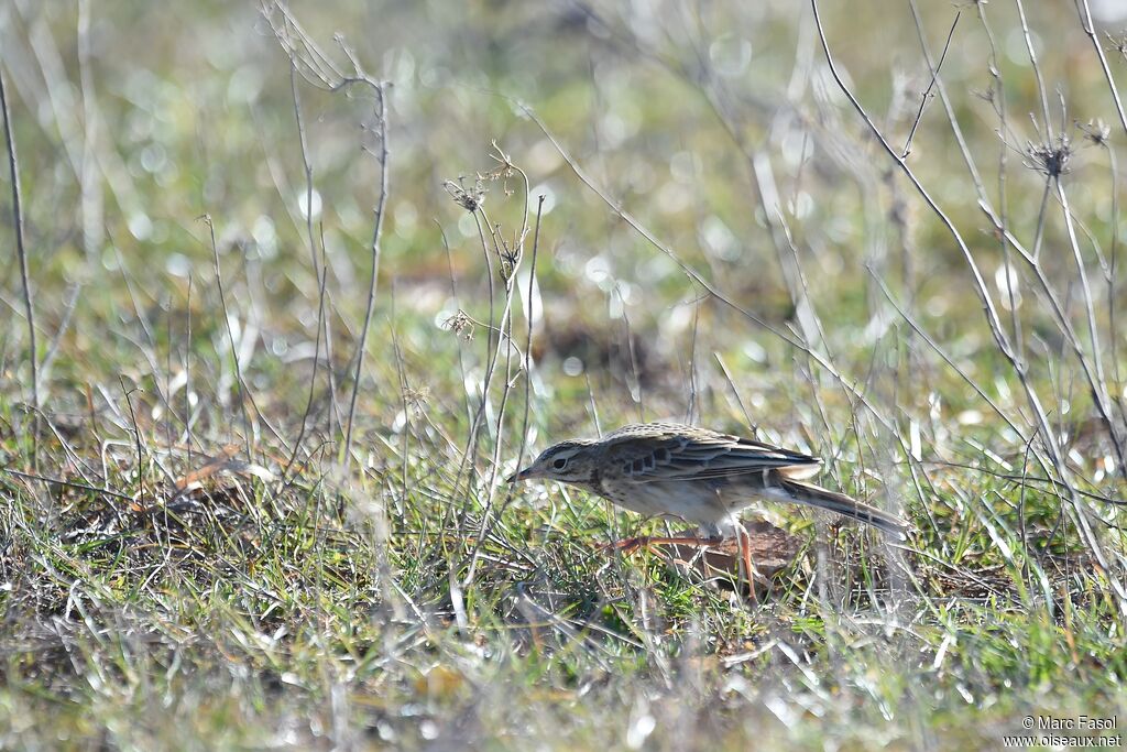 Pipit de Richardsubadulte, identification, régime, Comportement