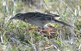 Richard's Pipit