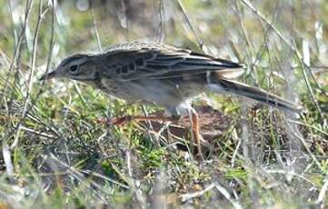 Pipit de Richard