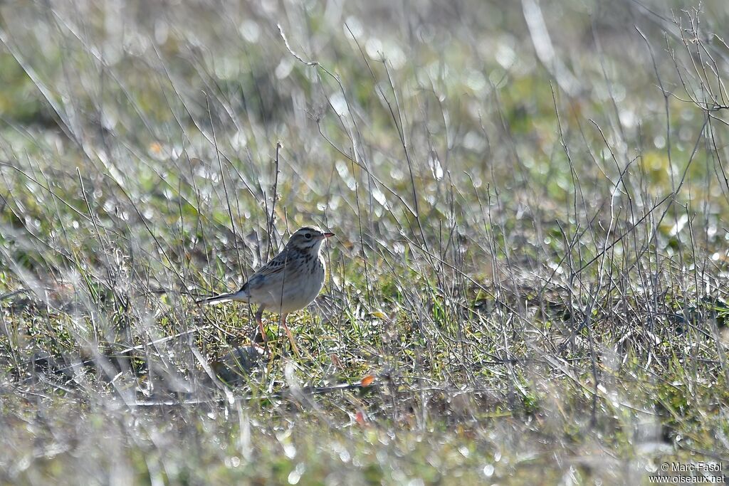 Pipit de Richardsubadulte, identification