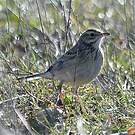 Pipit de Richard