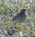 Pipit de Richard