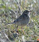 Richard's Pipit